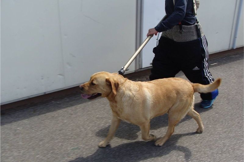 Technicien de capture manipulant un chien errant avec le matériel adapté