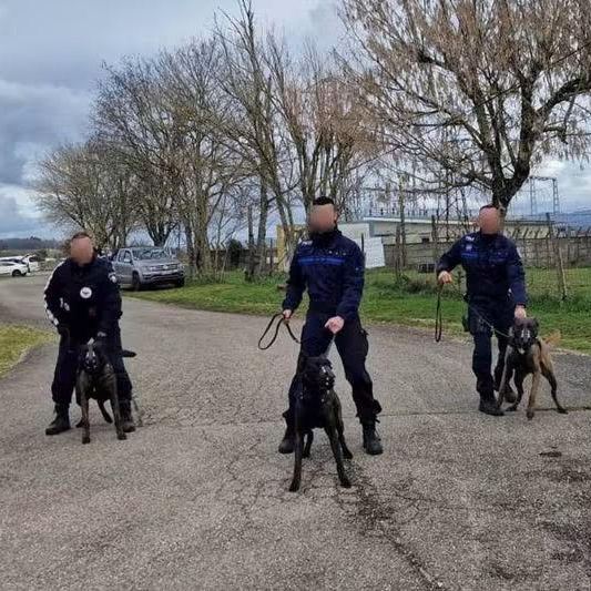 Équipes cynophiles de Police Municipale rassemblées avec leurs chiens de service