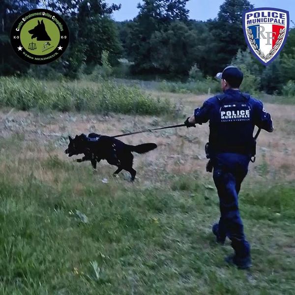 Chien de recherche de personne au travail sur longe en fin de journée