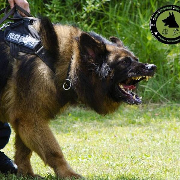 Malinois de la Police Municipale en action lors d'un entraînement CEUC