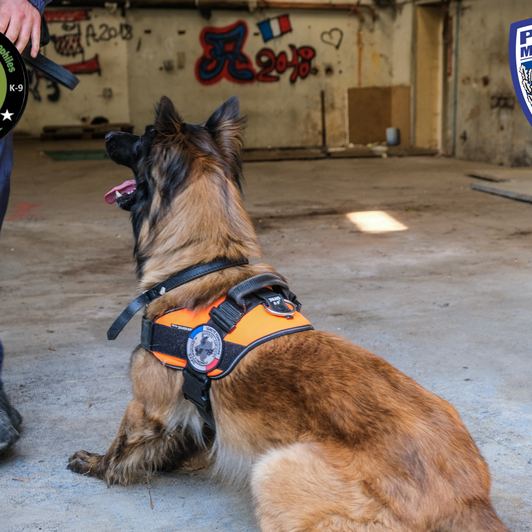 Chien d'intervention en progression urbaine avec son conducteur