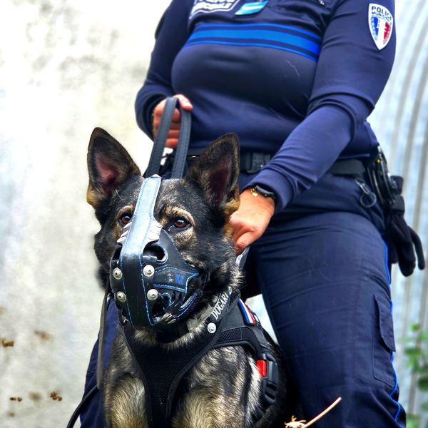 Agent de Police Municipale tenant en laisse son chien muselé et équipé d'un harnais