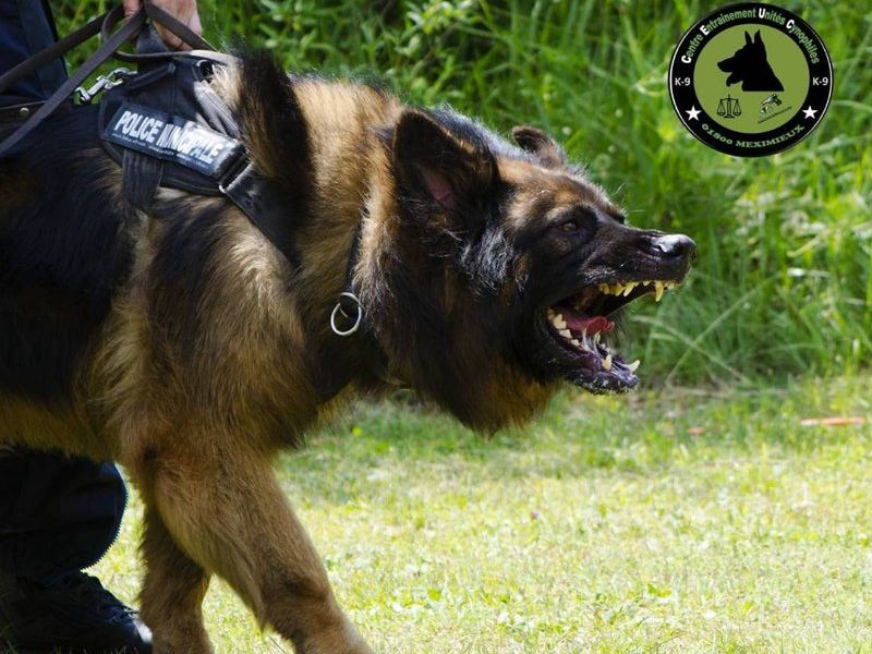 Chien de Police Municipale en harnais lors d'un entraînement au centre CEUC