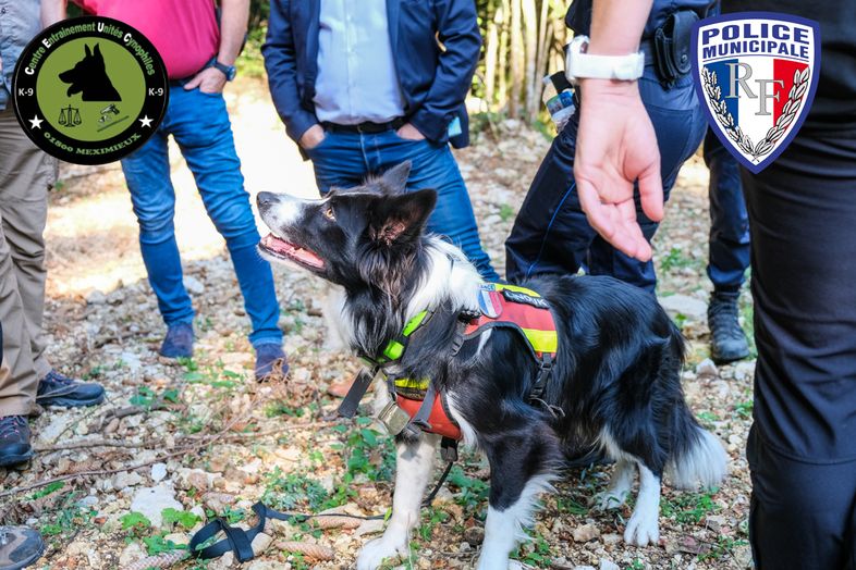 Chien de détection au travail lors d'un exercice d'olfaction