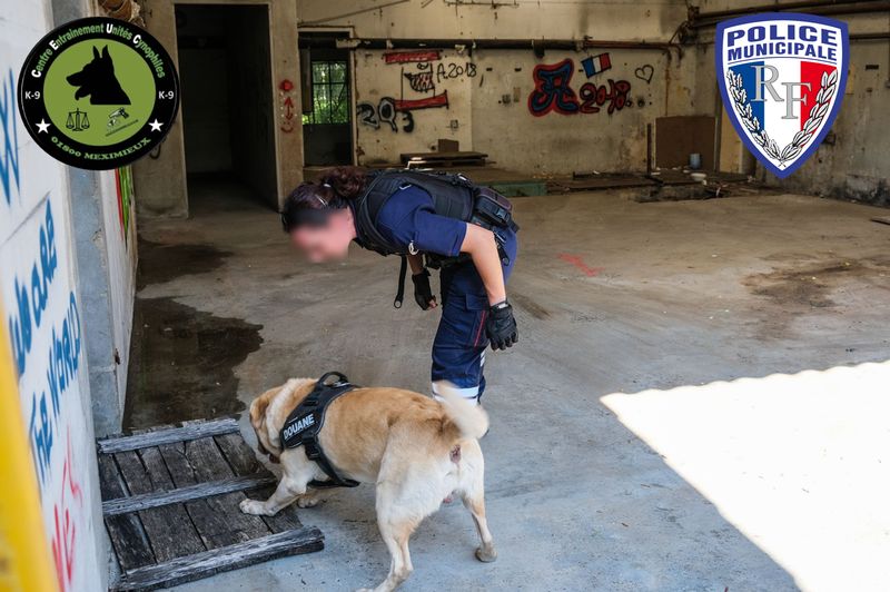 Exercice de recherche en bâtiment désaffecté avec un chien de police