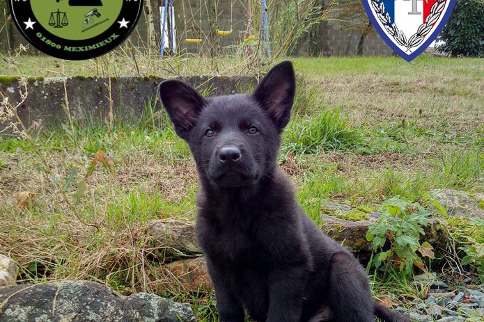 Jeune chien de travail sélectionné par le CEUC