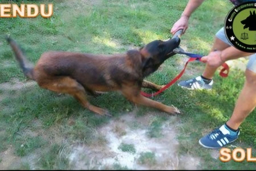 Berger Belge Malinois au mordant sur manchon lors d'un exercice