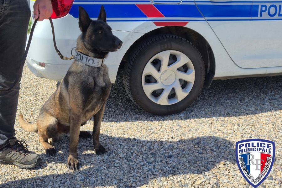 Berger Belge Malinois en unité canine, assis à côté d'un véhicule de Police Municipale